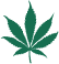 como-fazer-cannabis-medicinal-10